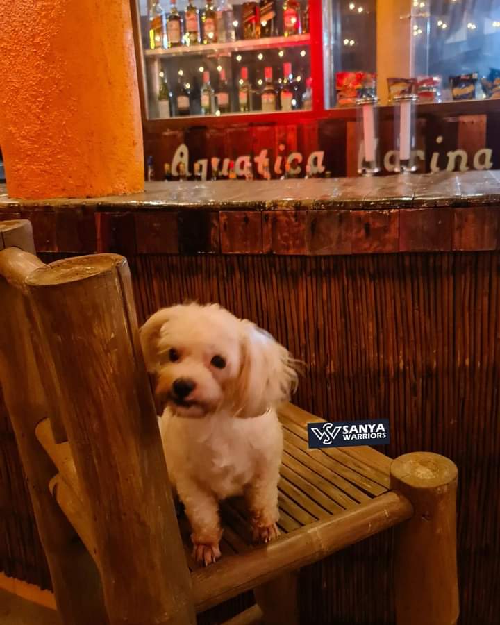 ravenmilkah_'s tweet photo. Happy Birthday Cotton! 🎉💕
@sanyalopez #sanyalopez
#Repostfrom @SanyaWarriors https://t.co/Hbd2GRqBUf