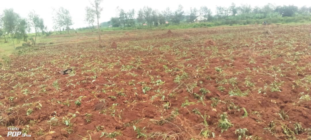 Nyuma y'uko <a href="/BugeseraDistr/">Bugesera District</a> isabye buri wese ufite ubutaka butabyazwa umusaruro yakwihutira kubuhinga cg akabutiza ababishoboye,ubu  <a href="/NtaramaBugesera/">Umurenge wa Ntarama - Akarere ka Bugesera</a> hamaze gutizwa ubutaka burenga 6Ha ngo buhingwe bubyazwe umusaruro. <a href="/RwandaEast/">𝐄𝐚𝐬𝐭𝐞𝐫𝐧 𝐏𝐫𝐨𝐯𝐢𝐧𝐜𝐞 | 𝐑𝐰𝐚𝐧𝐝𝐚</a> <a href="/RwandaLocalGov/">Ministry of Local Government | Rwanda</a> <a href="/MutabaziRich/">Richard Mutabazi</a> <a href="/GSF_RC/">Gasore S. Foundation</a>