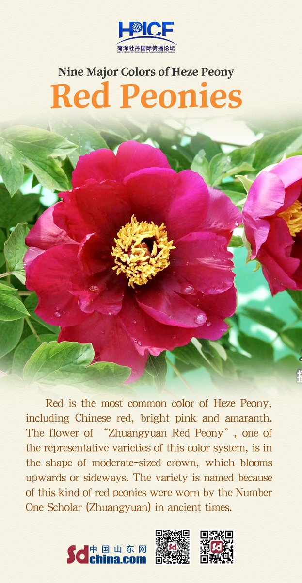 Touch Shandong tweet media