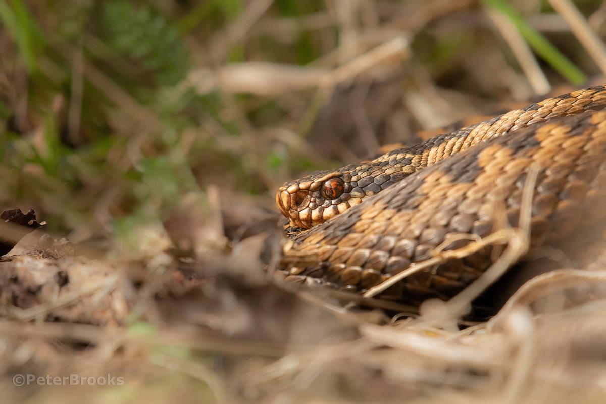 Some of the beautiful Adders on the South Downs at the moment <a href="/sdnpa/">South Downs National Park</a> <a href="/SussexWildlife/">Sussex Wildlife Trust 🦔</a> <a href="/SevenSistersCP/">Seven Sisters Country Park</a> #Adder #EastSussex #Sussex #wildlifephotography #beachyhead #Eastbourne