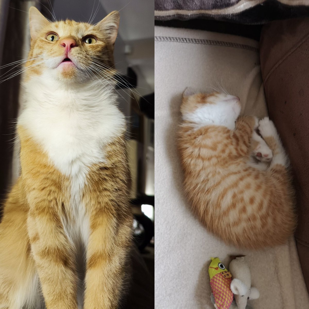 RJSissons's tweet photo. Throwback Thursday, Now and then. The tiny terror grew into a big softy #CatsofTwittter #KittyTwitter https://t.co/xOgrHcoCCc