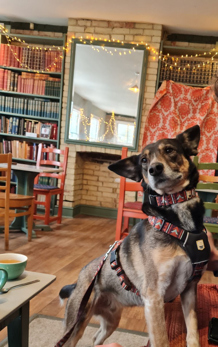 ellyafoster's tweet photo. @ruskin147 Ah my goodness I recognise that look in her eyes, the ears constantly on the lookout for trouble, those timid movements. Two years on and my own scaredeboy from Romania is doing amazingly well. He's a dog about town now! https://t.co/EQxe9fDpbF