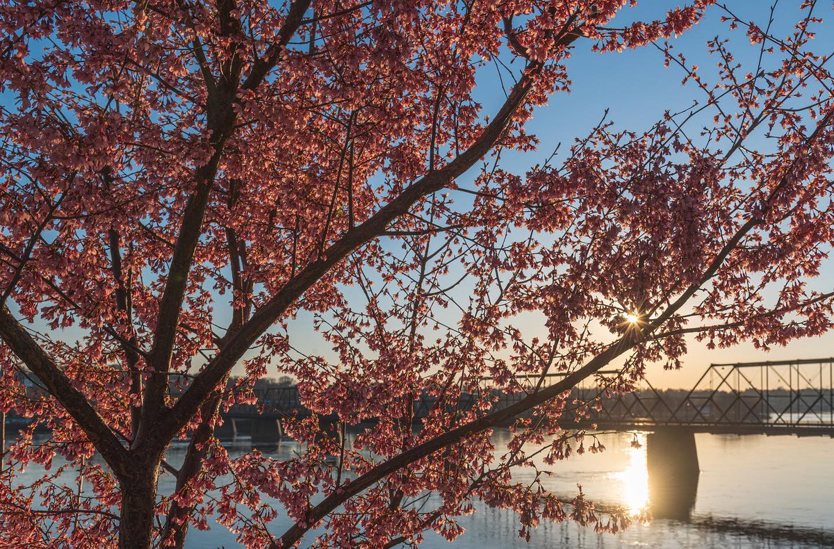 Riverfront views in Harrisburg are especially beautiful this time of year! 

📷IG user: yatsko
#spring #river #harrisburg #lovehbg #pennsylvania