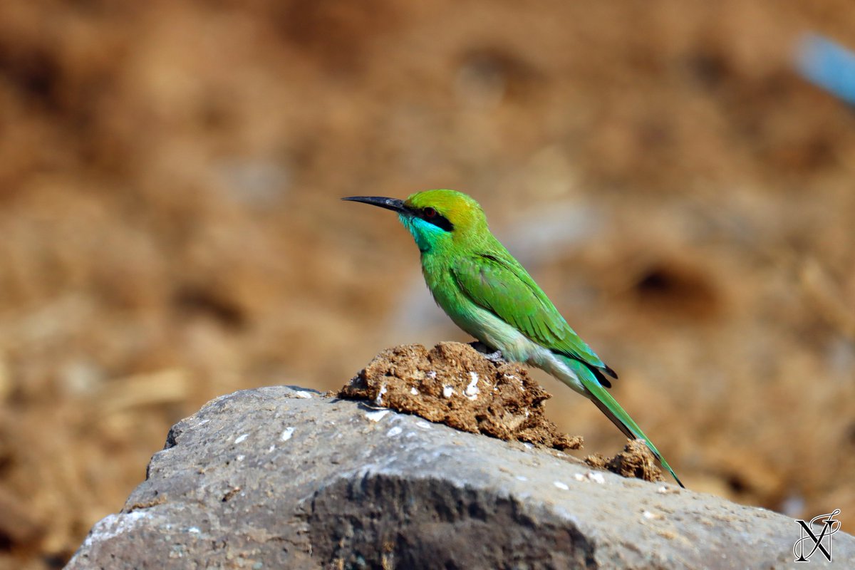 Green Bee-eater @BHIGWANBIRDS
#BirdsOfTwitter #BirdsSeenIn2023 #IndiAves #wildlifephotography #birdphotography #birdsofIndia #Asianbirds #NaturePhotography #naturelovers #NatureBeauty #birdwatching #birdspics