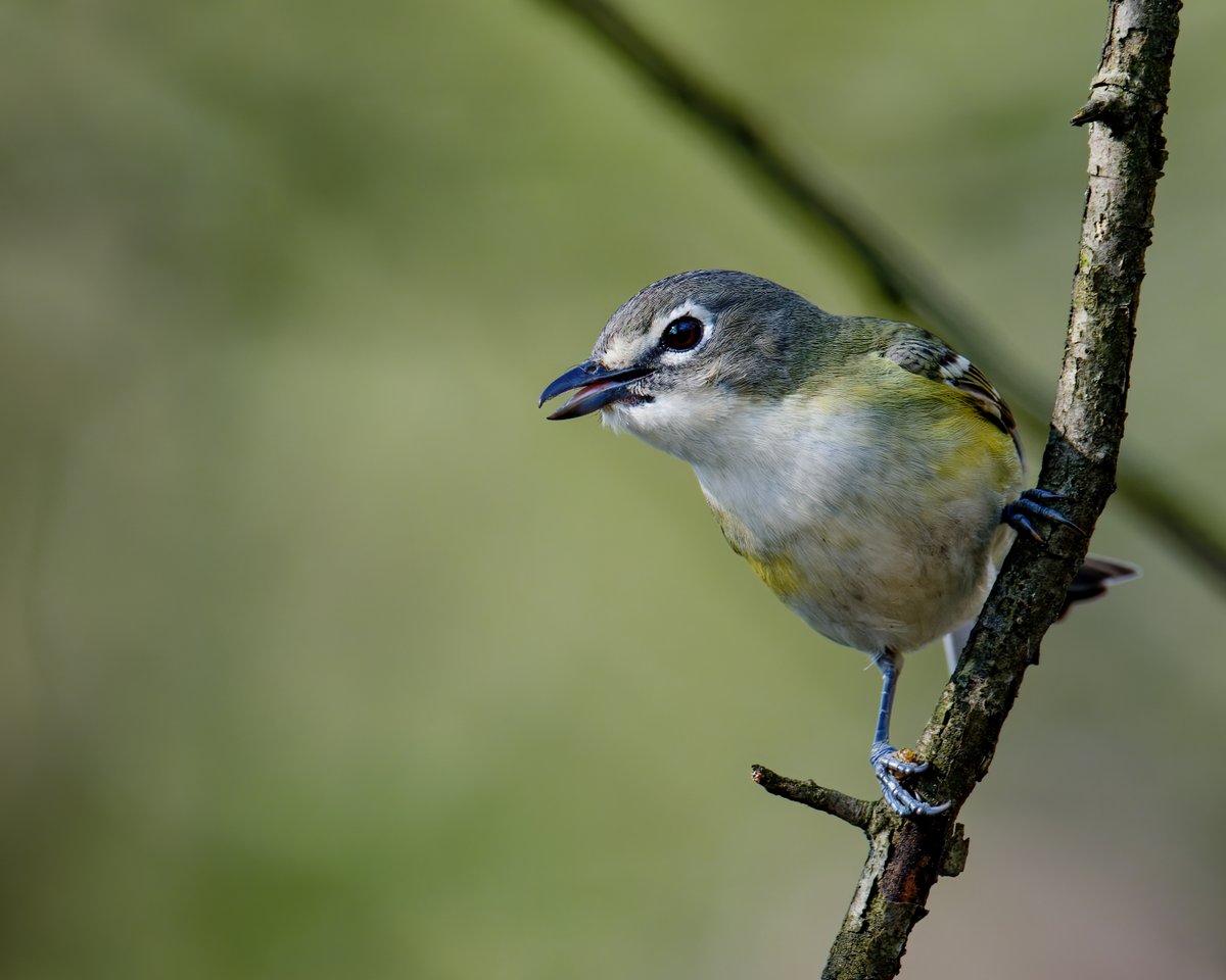 hubbnyc's tweet photo. Ready for a snack

Blue-headed Vireo at the Central Park Pool this morning   #birdcpp #birdtwitter #birdphotography #springmigration #blueheadedvireo #nikonz9 https://t.co/5iygmBjvgV