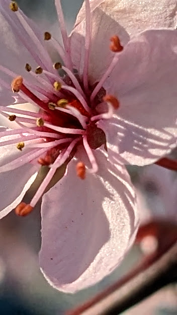 LizCollet's tweet photo. Blüten in nachmittäglich sonniger Frühlingsstimmung und kleine feine Sünde für mich zur frisch gebrühten Kanne Tee zu meiner #CrimeTimeAtPrimeTime https://t.co/APNXTsJTj8