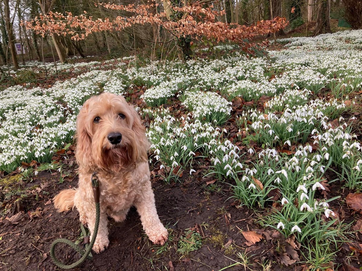 ELHT_NHS's tweet photo. We received some very sad news yesterday and with a heavy heart said goodbye to our beloved Therapy Dog, Jasper.

Jasper made a huge impression on everyone who was lucky enough to meet him and was instrumental in providing care and support to colleagues and patients who needed it https://t.co/L4wWj1lkRg