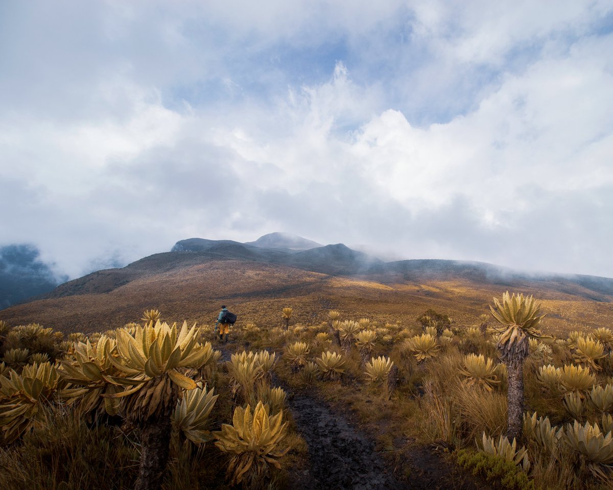 duexplore's tweet photo. Parque nacional de Los nevados, Colômbia, 2022.

#landscapephotography #Colombia #mountains #adventure https://t.co/cggR70vZgT