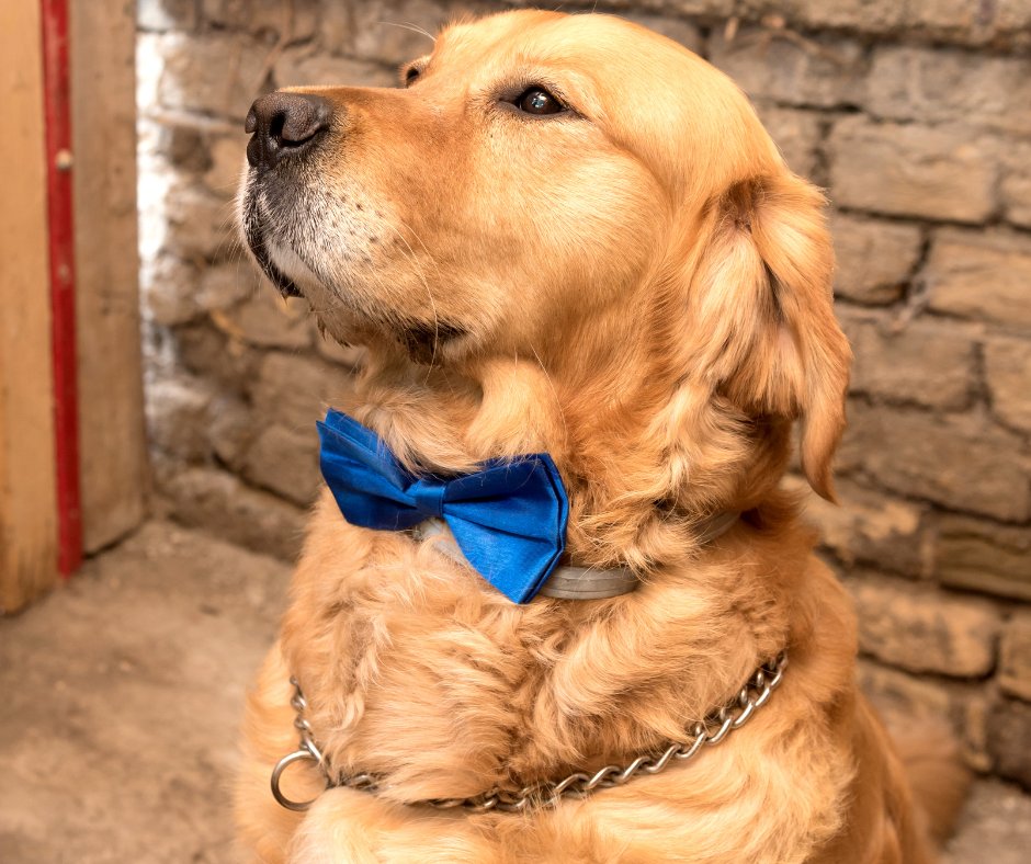 Look at this handsome wedding guest, isn't he a dapper boy? I bet he has excellent taste in music... and wedding DJ's.
#wedding #dreamwedding #fairytalewedding #weddingdj #bestweddingdj #iowacityweddingdj #cedarrapidsweddingdj #bestiowacityweddingdj #bestcedarrapidsweddingdj