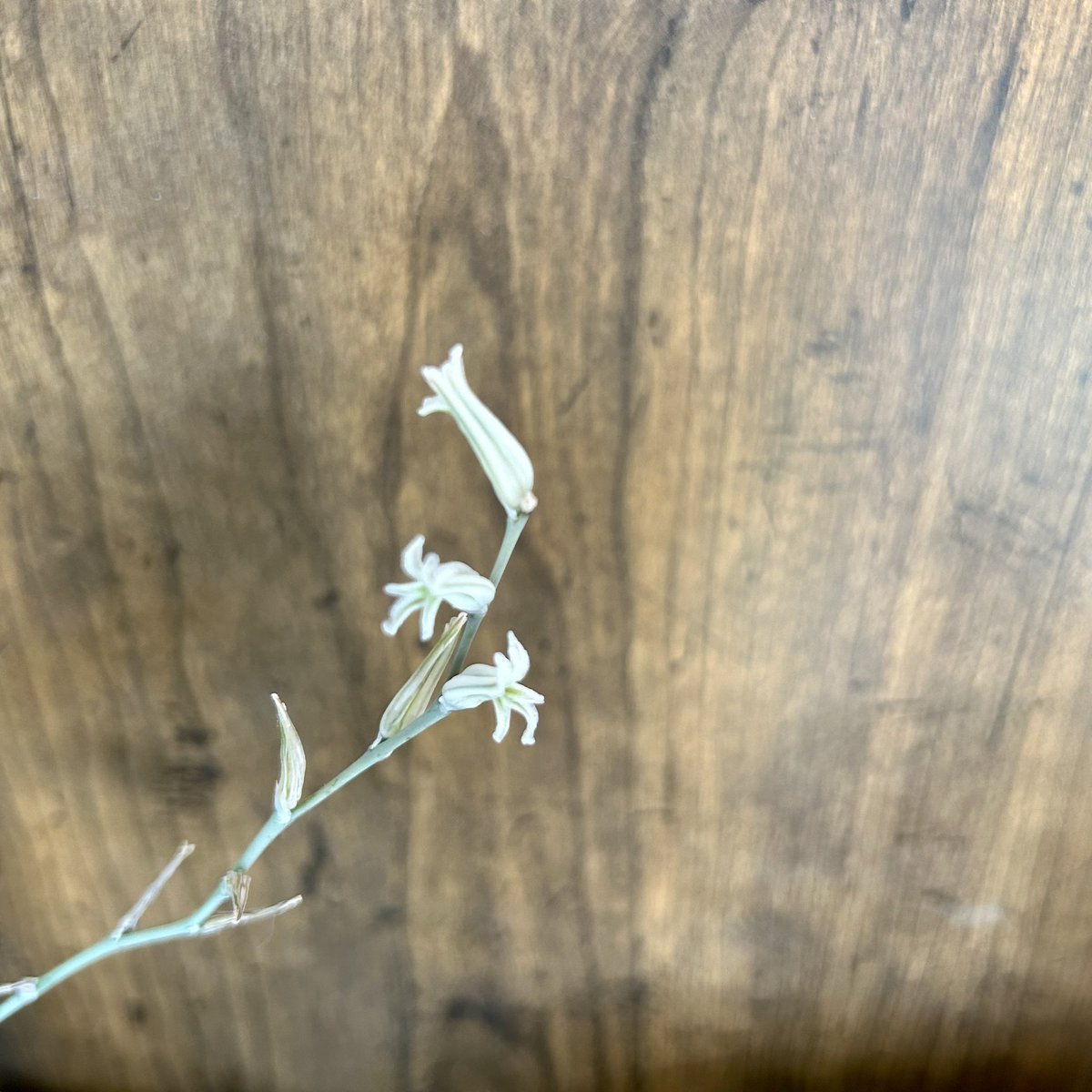 daisuke__hirose's tweet photo. めっちゃ伸びた2本の花径に咲いた花はこんな感じ。かわよ。しかし春明けからの外出しと灌水のタイミングがどいつもこいつもめっちゃ難しい。変色も寒いのか日光なのか。いっそ室内で育てたい。幸あれ。 https://t.co/tu7hJhZfqD