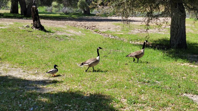 These guys have got it wrong... it's supposed to be duck, duck,  goose not duck, goose, goose. 🦆🪿🪿 https://t<a href="/tag/dtla"class="tags"><span>#dtla</span></a><a href="/tag/gingers"class="tags"><span>#gingers</span></a><a href="/tag/zebraumbrella"class="tags"><span>#zebraumbrella</span></a>