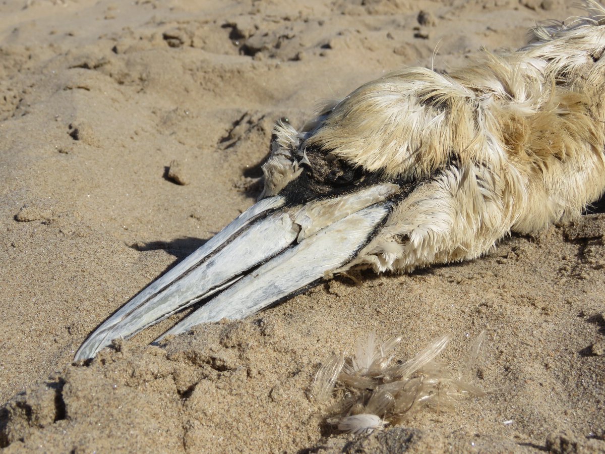 If you find any dead wild bird (thresholds no longer apply) please report to Defra at gov.uk/guidance/repor… and continue to report to @BirdTrack and Epicollect if you use those systems. Understanding what is happening early in the breeding season is crucial. @_BTO