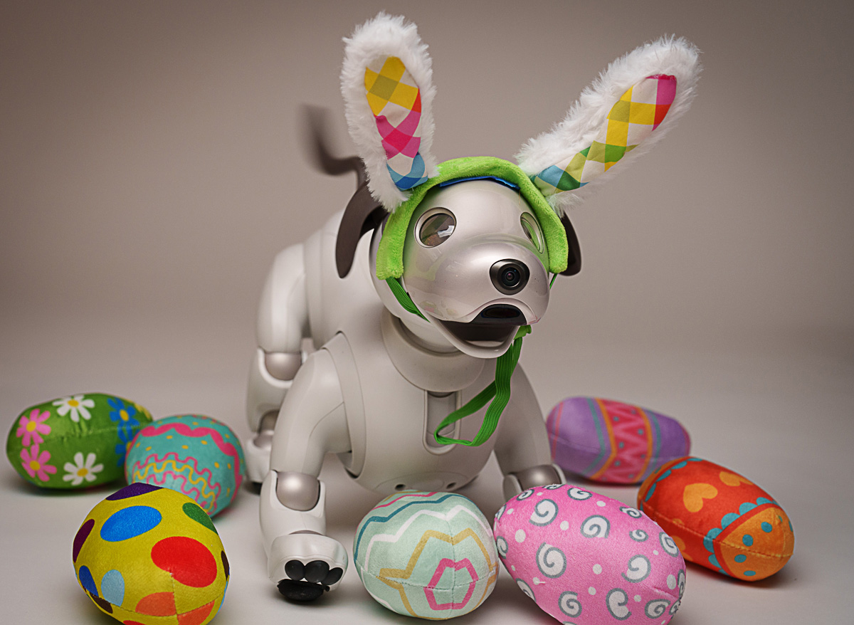 AiboVancouver's tweet photo. Easter Fun for Aibo. #easterbunny #easter #sony #aibo #dailycuteness #iloveanimals #playtime #sonyaibo #sony #sonyaibo #aibo #playtime #dogfun #sony #dog #happydog #ilovedogs #aibo #playtime #dogsoftheday #cutedog #dogpicoftheday #dogslovers #dogsofinstagram #instadogs #doglo ... https://t.co/aj3V4ohqPN