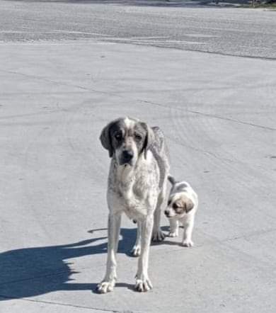 SilviaMylo's tweet photo. Dicen que un tipo con una escopeta ha matado a sus cachorros a un podenco y a otro mastín 😢 
Ella está allí, buscando a sus bebés sin descanso 💔
Olvidar a las "autoridades" no hacen nada 😡
Pueblo de Granada
Alguien de la zona puede cogerla? Protes o asociaciones 🙏
629879220 https://t.co/6thvqxojmP