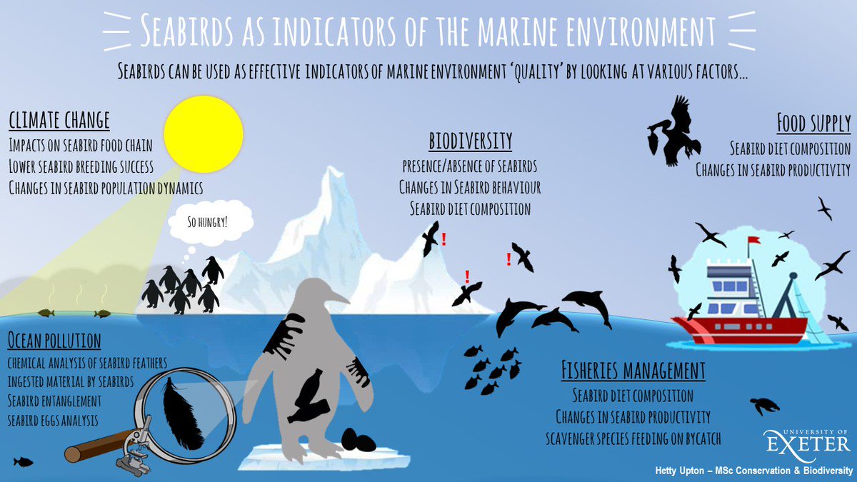 Seabirds as indicators of the marine environment. Infographic of presentation by Hetty Upton as part of MSc Marine Biodiversity and Conservation.  #ExeterMarine #SharingScience

Via @BrendanGodley
