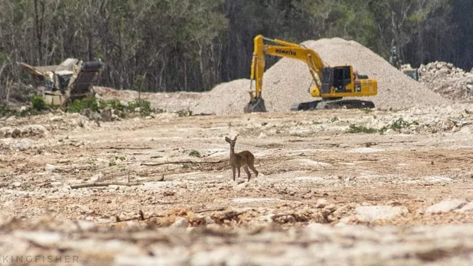Br1Mon's tweet photo. Seguramente ya te la habrán hecho llegar, pero tendrás algo de conciencia? Te pasará algo de remordimiento por la cabeza @lopezobrador_? Ya habrás causado suficiente daño no? Maldito bastardo. https://t.co/ZZFX9ObP1T
