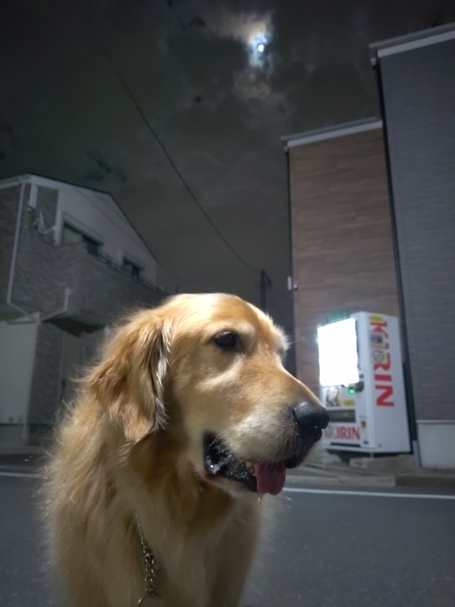 nicchi8733's tweet photo. 仕事帰り綺麗な満月🌝見えたのに…
この時間は雲多め☁🐶
今月はピンクムーン🌝 https://t.co/jhurS2VWoJ