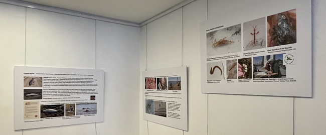 Estuary Marine Wildlife display exhibition at #Brightlingsea Museum, Essex CO7 0DT 8Apr-20May, (open over Easter weekend), species found by Roger Tabor BNA Pres &amp; B'sea Droit-gatherer in B'sea waters, esp. B'sea Creek. From Porpoises to Ghost Shrimp!