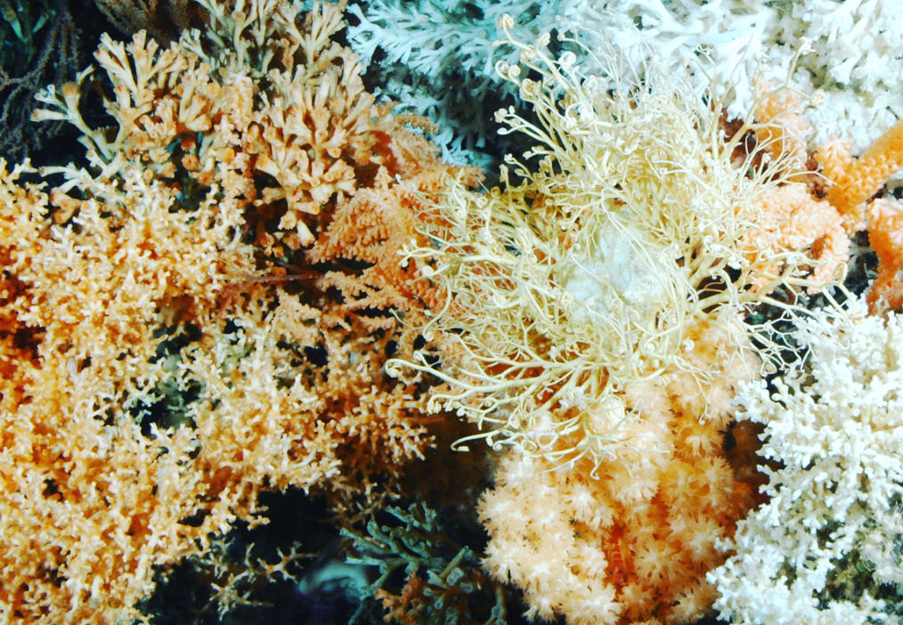 Der Ursprung des Lebens wird im Ozean vermutet, vielleicht an einer der heißen Quellen der Tiefsee. Der Wasser, eine passende Temperatur und die richtige Mischung von Molekülen. 
Bild: Ein Riff von Kaltwasser Korallen (Jago Team, GEOMAR)