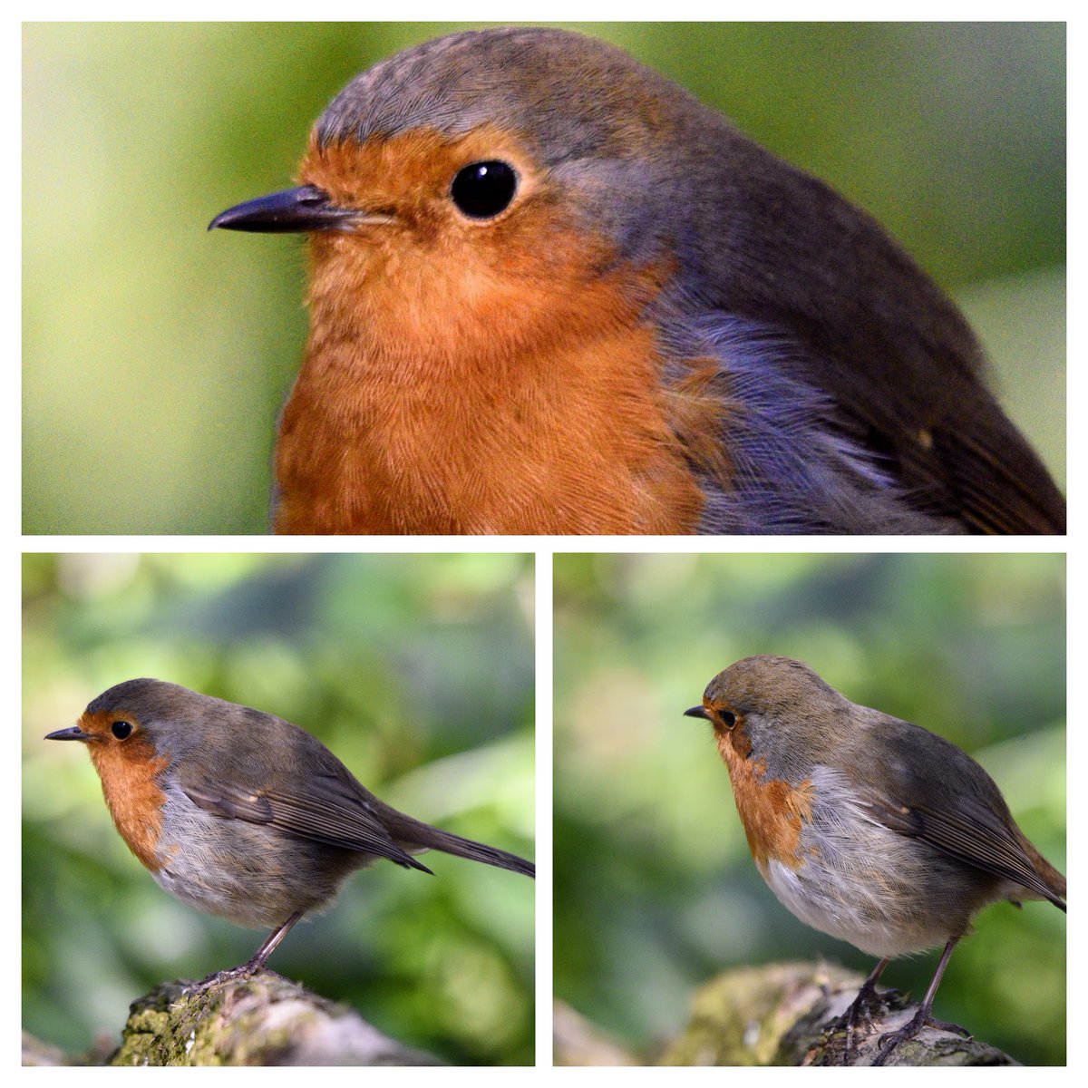 Thoughtful Thursday and Robin appears deep in thought. Do birds think?. I believe so but not so much that they can't be easily distracted to what goes on around them. #birds #nature #photography