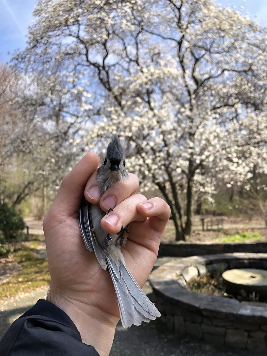 Spring begins with this nippy TUTI #birdbanding