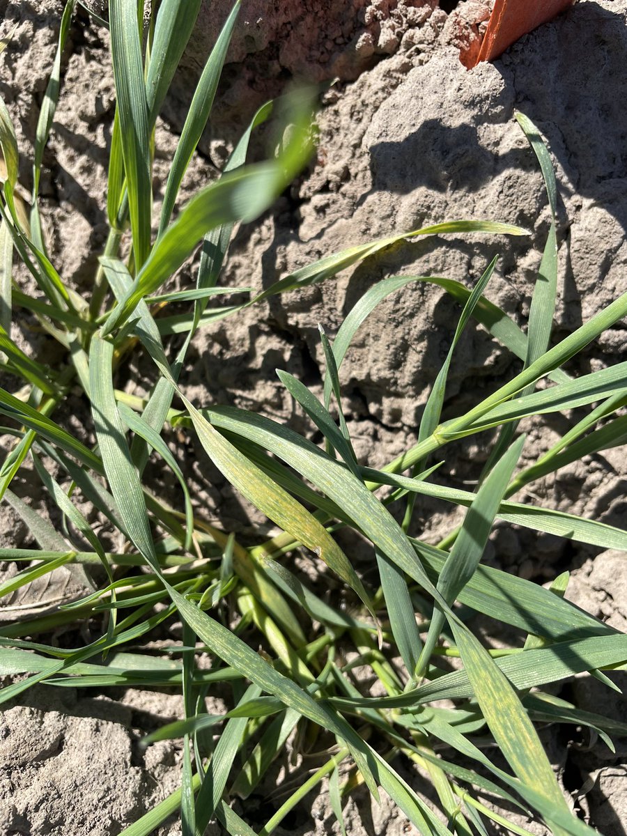 Soilborne wheat mosaic virus Vs. Spindle streak in winter wheat. SB is much more uniform across varieties with major stunting and yellowing, while Spindle streak is harder to find with single plants affected and more subtle mosaic symptoms. #awp #kswheat