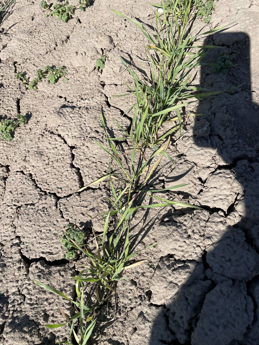 KSUWheatDoc's tweet photo. Soilborne wheat mosaic virus Vs. Spindle streak in winter wheat. SB is much more uniform across varieties with major stunting and yellowing, while Spindle streak is harder to find with single plants affected and more subtle mosaic symptoms. #awp #kswheat https://t.co/4df5EylEW8