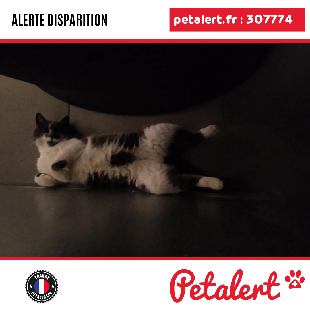 petalert_france's tweet photo. Disparu #Chat #Doubs #Bavans #Petalert  #PetAlert25 / https://t.co/HaoAloWhJc https://t.co/hfP5h2Y0Jq