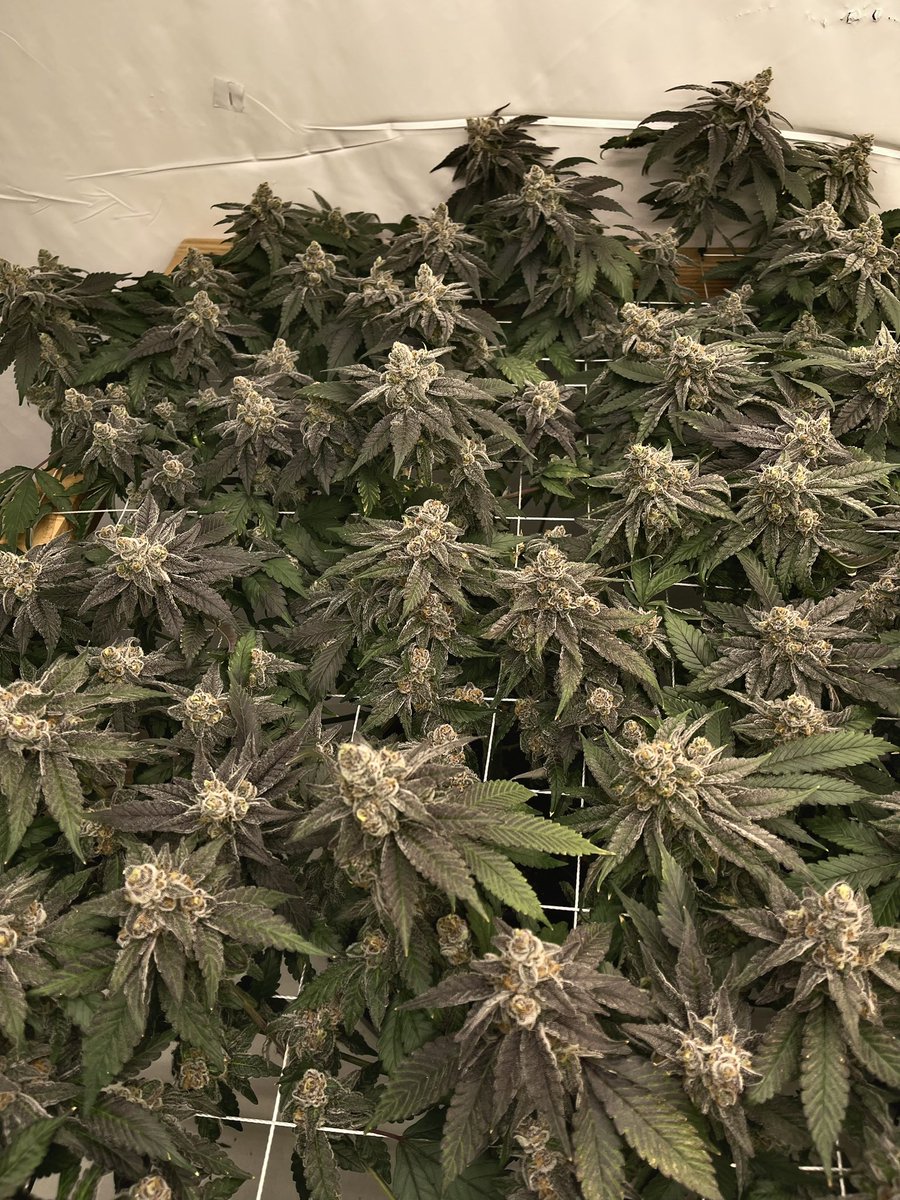 SofaKingHigh (@sofakinghigh_) on Twitter photo 