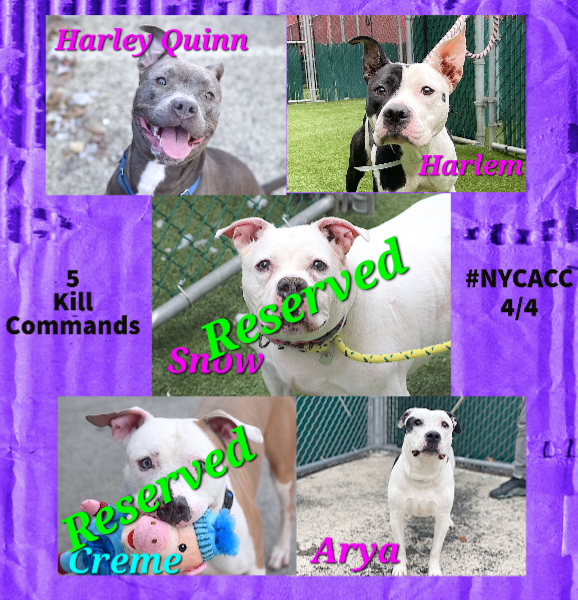 NMBewitched's tweet photo. #thursdaymorning
Snow is reserved🎉🥳🎉
Thank you #Rescue & #Foster
@TAPNYACC will post details
Mighty Village, tysvm
Your devotion is inspiring👏👏👏
#Pledging #Sharing & #Caring
3 Kill Commands
Running out of time
#FostersNeeded
Arya, Harlem & Harley Quinn need us https://t.co/eJInQUMNRa