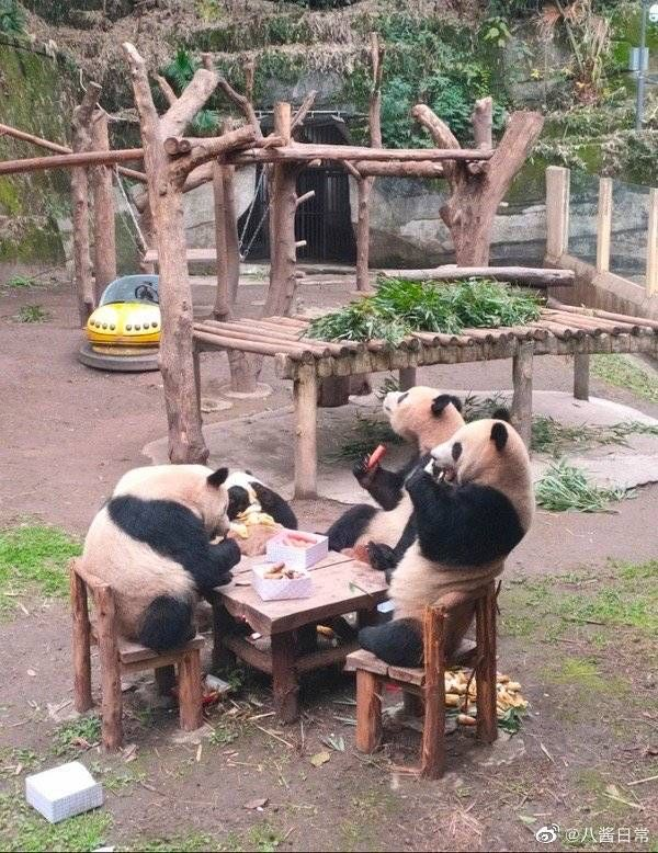 mischiefanimals's tweet photo. what are they discussing? https://t.co/lWx6M27sDH