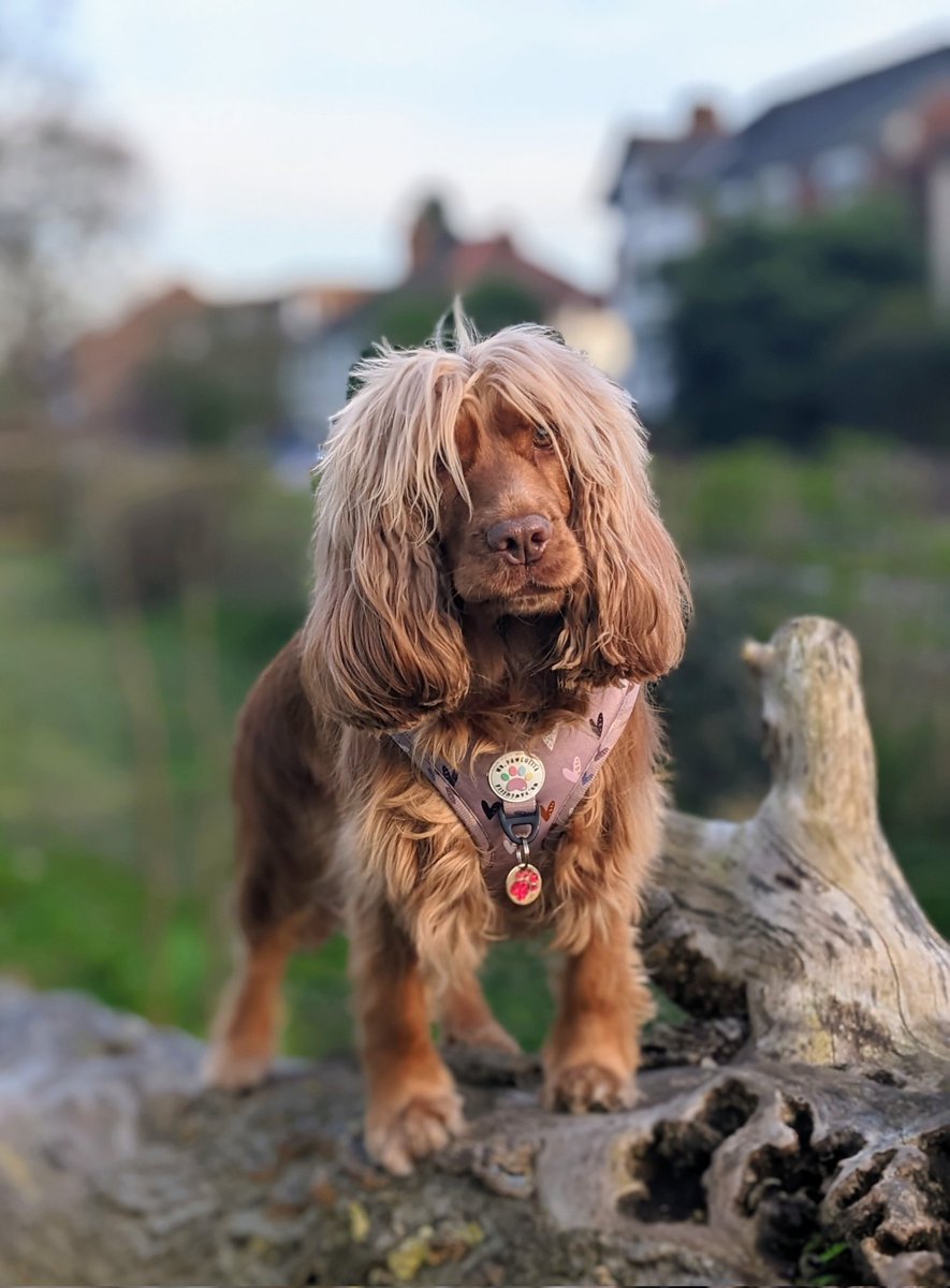 HumAnimaCIC's tweet photo. @biscuitpetcare @Purrandmutt Mysti moo, Therapy Dog in training, Sassy Spaniel extraordinaire! #humananimalbond #interspeciesfriends #animaltherapy #mentalhealth #bestfurryfriend 🐾🐕❤️ https://t.co/L30e9p2opS
