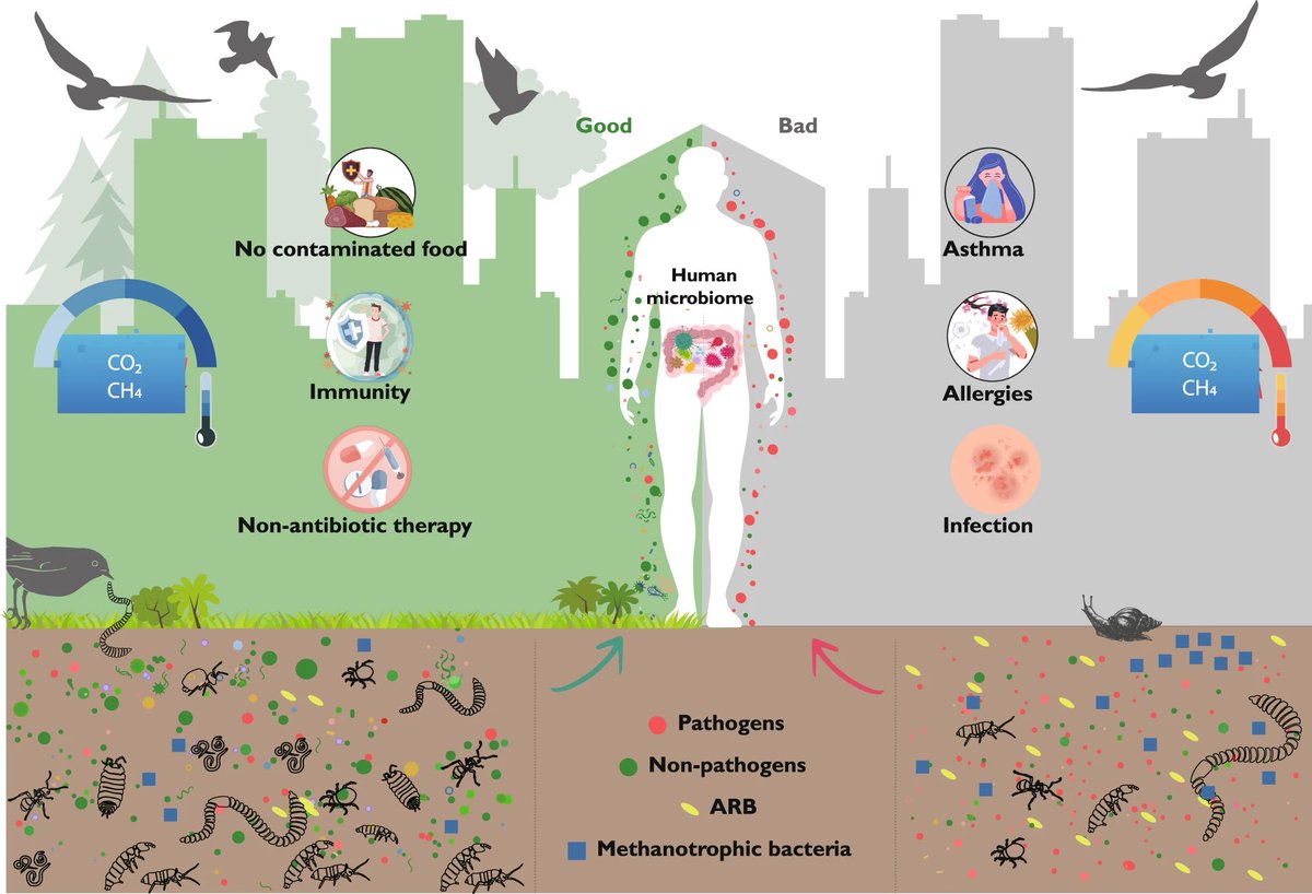 UNBiodiversity's tweet photo. Soil biodiversity and human health are more related than expected, especially in our cities🍄🌆🪱🏙️❤️

“Harnessing soil biodiversity to promote human health in cities”  

Check this interesting new piece: https://t.co/LHcKmq0Yj5

Via @theGSBI https://t.co/4P3vayIk1p