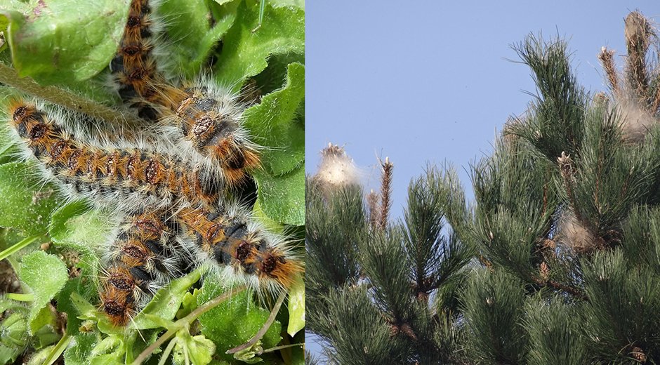 CergyPontoise95's tweet photo. #PRÉVENTION🐛Des pièges plutôt que des traitements chimiques dans la lutte contre les #chenilles #processionnaires à #CergyPontoise ! Les quelques 500 pins appartenant à l’agglo sont quasiment tous équipés pour capturer ces insectes hautement urticants ➡ https://t.co/BxpMcQGGPQ https://t.co/nlet6yKdiB