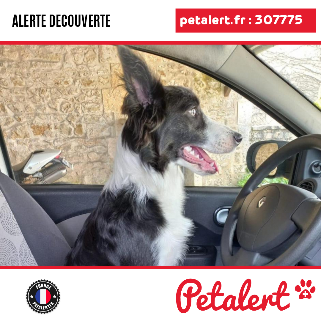 petalert_france's tweet photo. Trouvé #Chien #Charente #Fleac #Petalert  #PetAlert16 / https://t.co/PSUPeNFyUW https://t.co/g5wkZzoRQh