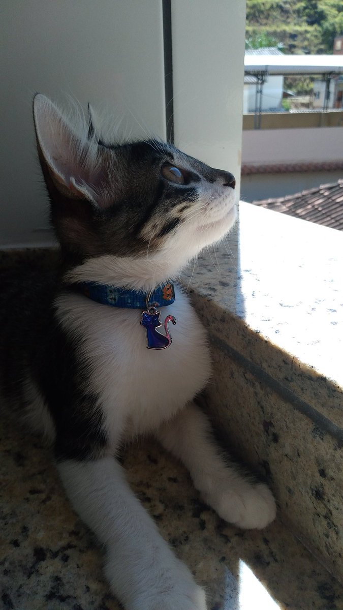 LBraun1998's tweet photo. Essa Filo consegue ser a coisa mais fofa do mundo  em todos os momentos do dia.🥰 https://t.co/AHvDP99eDW