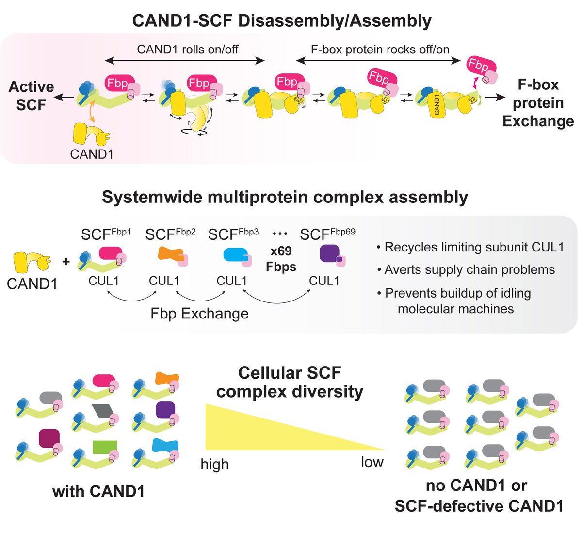 Structural Biology at St. Jude Children's Hospital (@stjudestructbio) on Twitter photo Work from Schulman lab <a href="/MPI_Biochem/">Max Planck Institute of Biochemistry (MPIB)</a> and <a href="/StJudeResearch/">St. Jude Research</a> out <a href="/CellCellPress/">Cell</a> shows how CAND1 promotes exchange of F-box proteins in idle SCFs to recycle CUL1 and reveals a new paradigm for remodeling the cellular repertoire of multicomponent complexes. #OA
tinyurl.com/bdnz25d6 Work from Schulman lab <a href="/MPI_Biochem/">Max Planck Institute of Biochemistry (MPIB)</a> and <a href="/StJudeResearch/">St. Jude Research</a> out <a href="/CellCellPress/">Cell</a> shows how CAND1 promotes exchange of F-box proteins in idle SCFs to recycle CUL1 and reveals a new paradigm for remodeling the cellular repertoire of multicomponent complexes. #OA
tinyurl.com/bdnz25d6