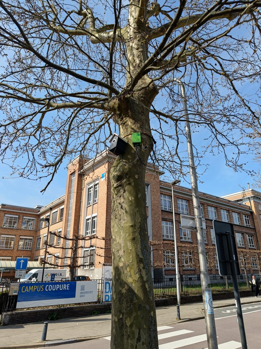 TreeWatchNet's tweet photo. The TreeWatch network is growing! 📈

Three plane #trees (Platanus hispanica) in #Ghent are now equipped with a sap flow sensor and dendrometer. Next to Amsterdam, this is our second @TreeWatchNet setup in an #urban environment. 🏙️🌳

@Stadgent @FbwUGent @FWOVlaanderen https://t.co/f1bXMzh8oD