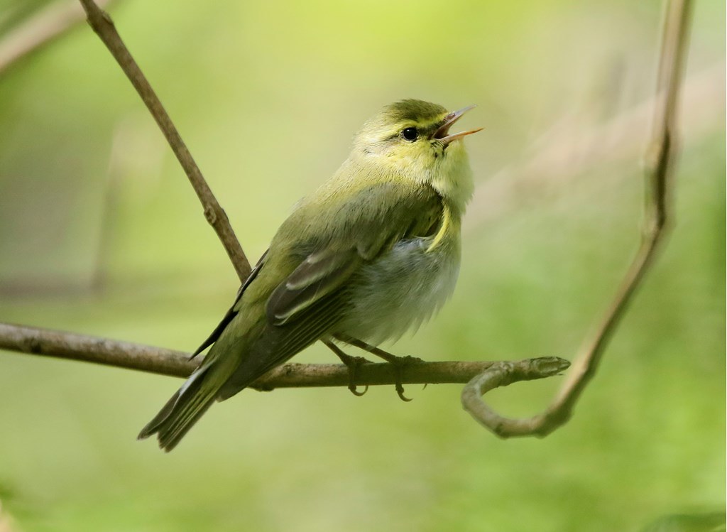 Want to hear a wonderful wood warbler singing this spring? Visit an oakwood in #Scotlandsrainforest, and just listen! They usually start returning at the end of April. Find out more about these incredible migrant birds in our blog savingscotlandsrainforest.org.uk/blog/the-magic… 📷 Graham Goodall