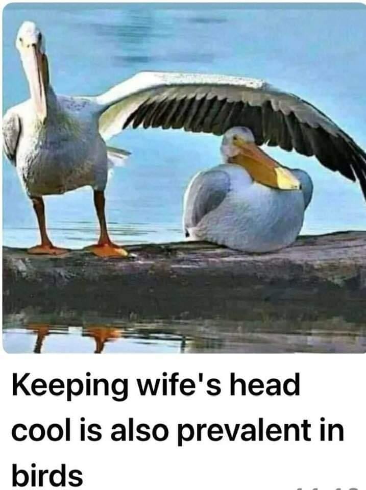 iKrupatweets's tweet image. 🙃🦆🦢 Got it,#Evolutionisreal....🙃😝😝😝