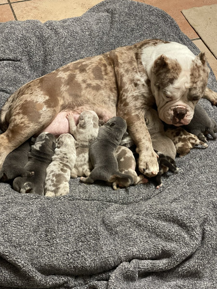 1playvell's tweet photo. 1play Kennels #workin ๐๐ฐ๐งฌ๐๐ฅ#bullies #tri #merle #licac https://t.co/cZcQD2F7Rd