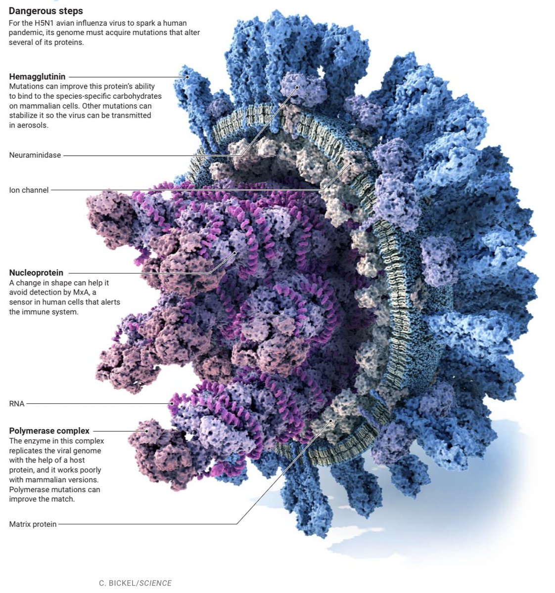 So what would it actually take for #H5N1 avian influenza to become a human pathogen? I've written up what we know about the kinds of changes needed for @NewsfromScience Story is here (and thread to come later): science.org/content/articl…