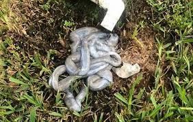 ProActiveMaint's tweet image. Having your AC drain line cleared yearly is essential. Debris buildup can cause clogs &amp;amp; costly 🛠️. Which is why we clean AC drains as part of our yearly Maintenance Service. 

Don&apos;t wait! - Schedule a Maintenance Package, including AC Maintenance! 

ProActiveAppMaintenance.com