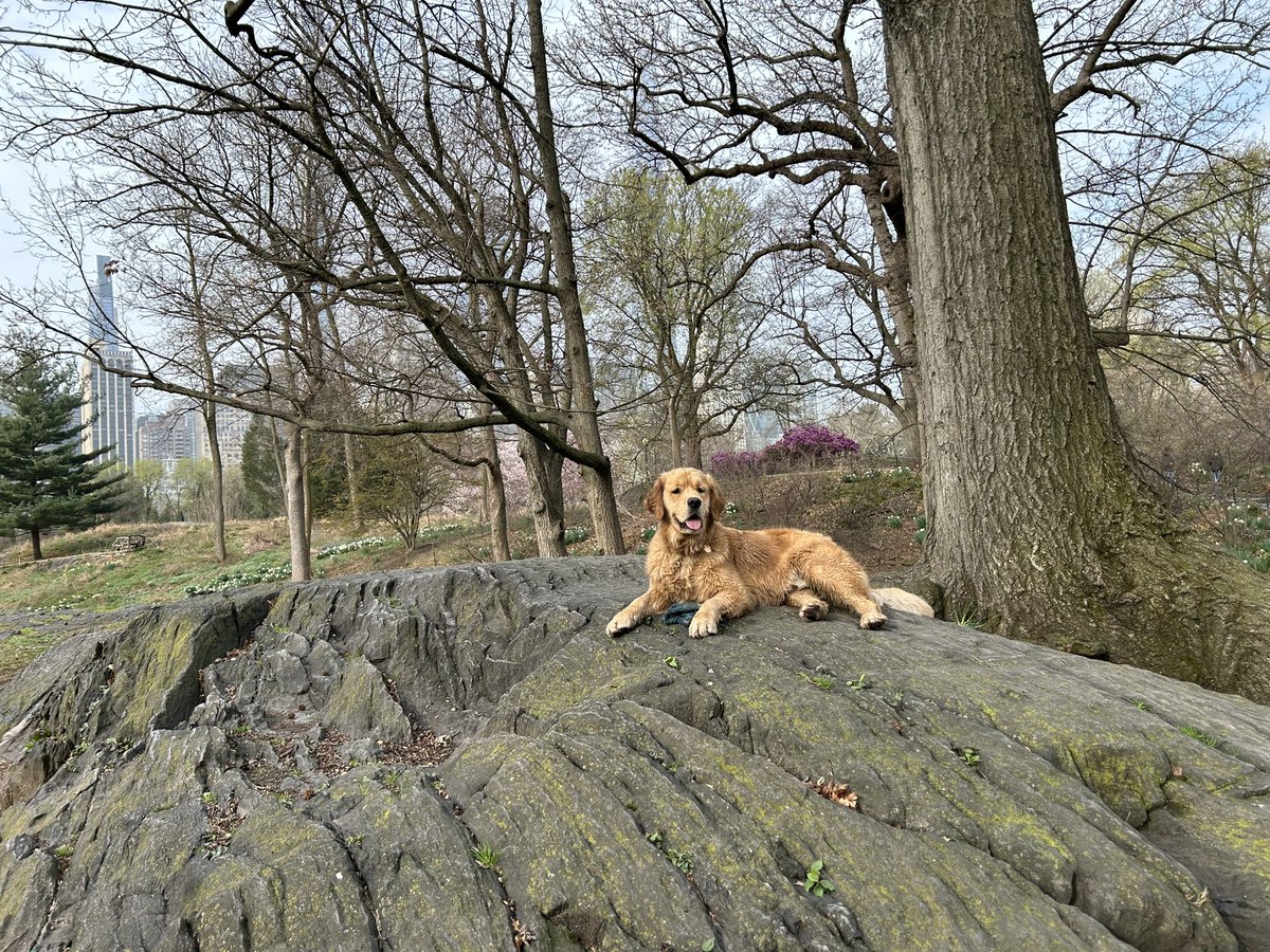 Enjoying Central park bloom with Baba and Henry