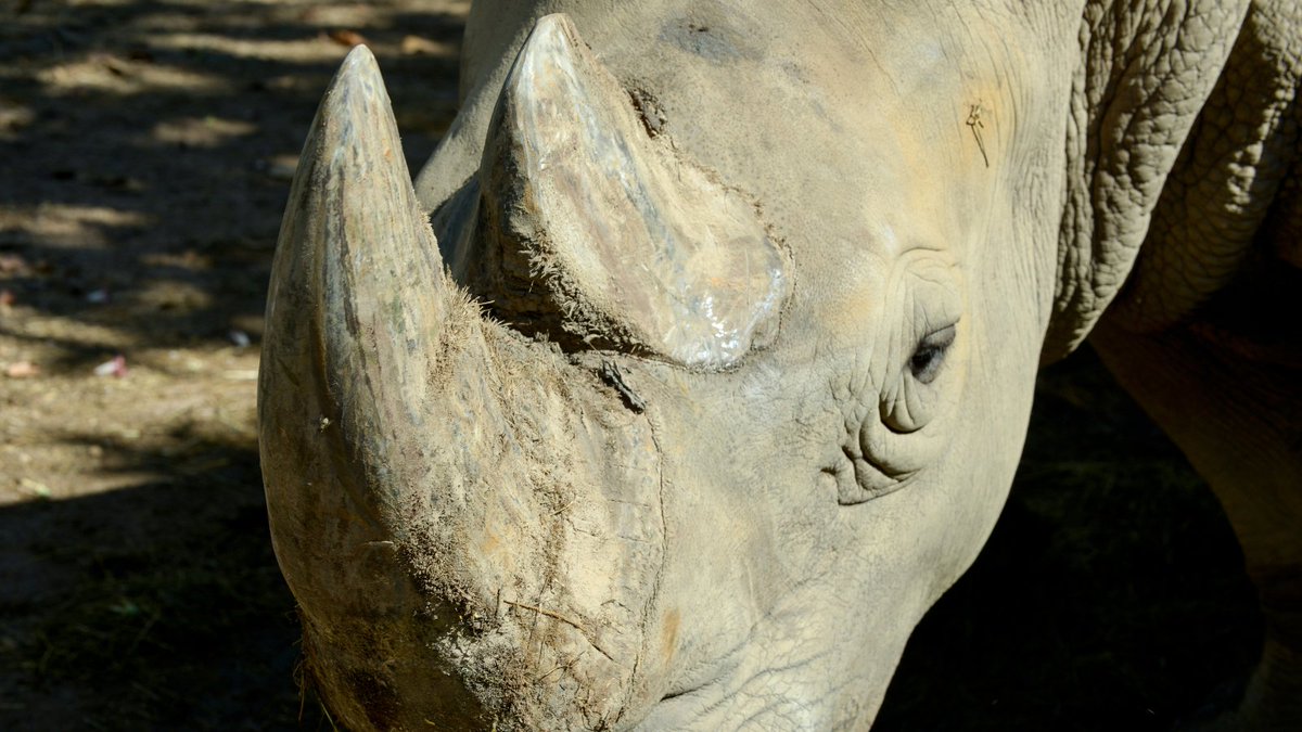 Man found guilty of illegal #rhino horn dealing in South Africa has been sentenced to a R500k (~£22k) fine or 5 years in prison, followed by deportation to #China. 

Should he have been offered a choice? 

ow.ly/icOR50NC5kF