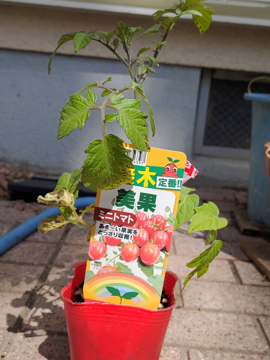 tomoe_life_'s tweet photo. 📢おはようございます٩(*´꒳`*)۶

最近socialdogが不調で予約投稿できず手動で配信🥲Twitterの凍結祭があったみたいだし何事?
話しは変わり今年もこの家庭菜園の季節になりました🤤ミニトマト＆大葉＆オクラを育て隊！

#家庭菜園始めました
 #冷やし中華はまだ
#おは戦50407ak https://t.co/5k73O7801Z