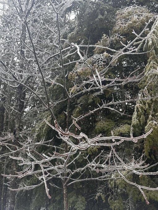 The woods are covered in ice today https://t.co/7dGn77sNUe