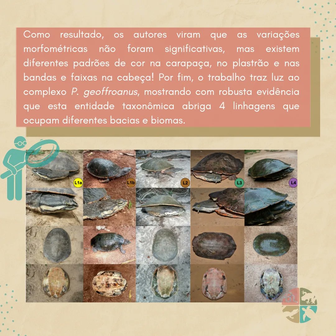 herpetologiaBR's tweet photo. 🐢🌿 Ao final, os autores descobriram um leque de quatro linhagens escondida sobre apenas uma entidade taxonômica. 😶‍🌫

⁉ Quer saber mais deste e outros trabalhos? Acesse a última edição da HB no site!

#linhagens #criptica #especies #quelonios #herpetologia https://t.co/Xt36Qy4KFC