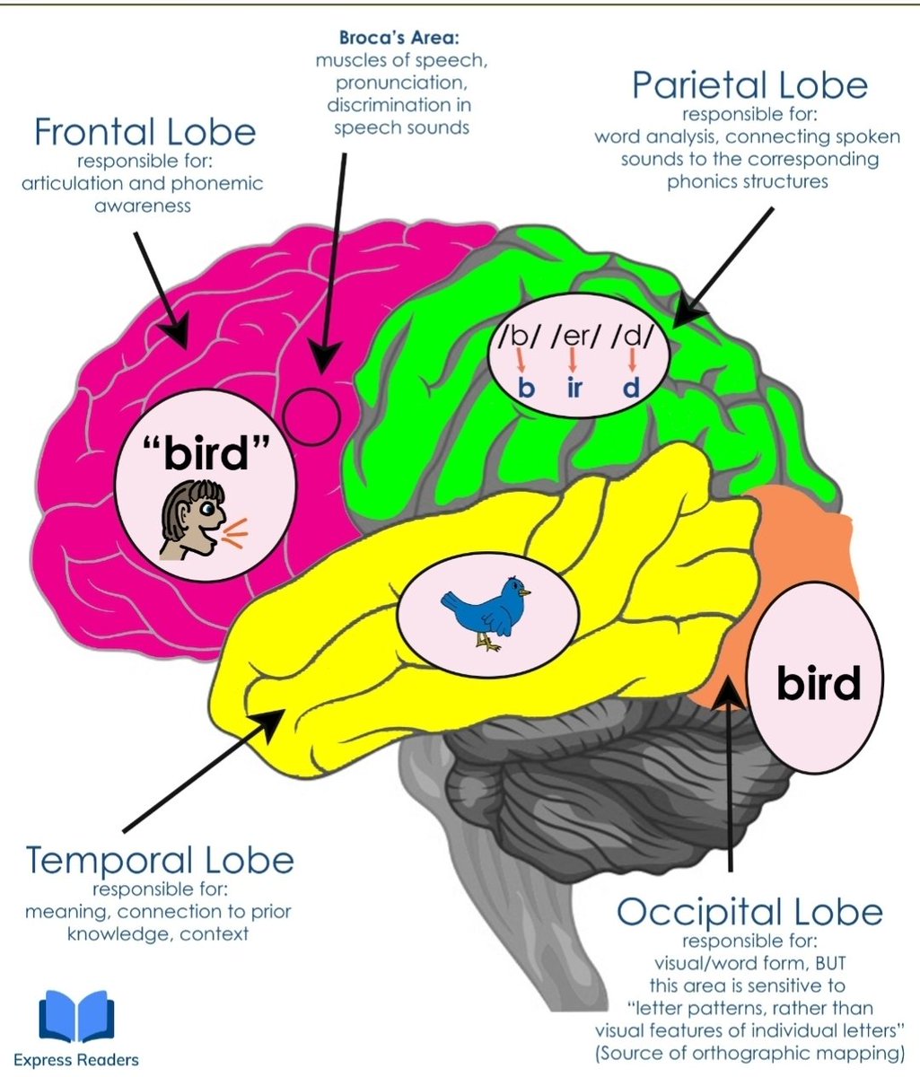 This graphic from Express Readers is a great illustration of how our brains read. Each of these areas must work together and for most students, be explicitly taught,  in order to make sense of words on a page. #RealReadingProgress
