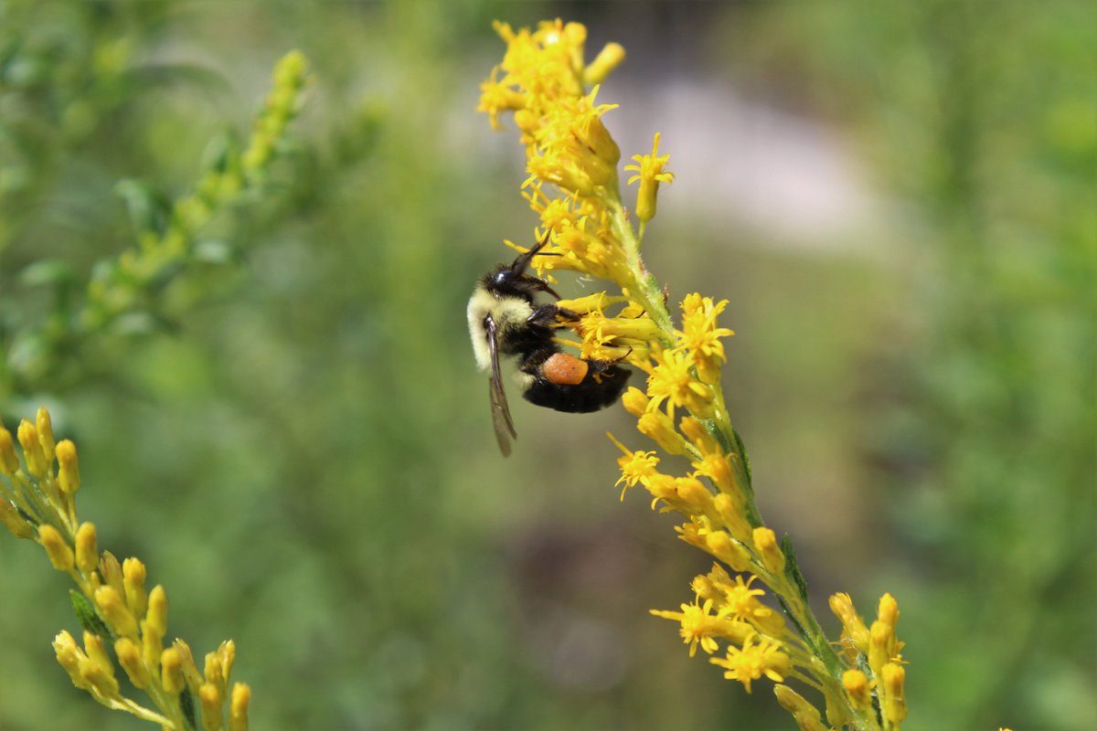 Chuffed to have received funds to explore the cascading effects of plant neighbors on above-belowground interactions <a href="/UTKGradSchool/">UT Graduate School</a> <a href="/UTK_EEB/">UTK EEB</a>